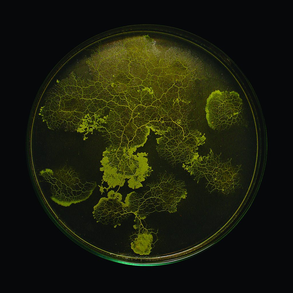 9 Physarum Polycephalum as biological computer ©ecoLogicStudio