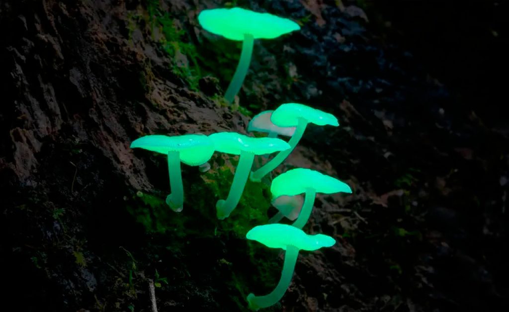 The captivating beauty of fungi_hube_2