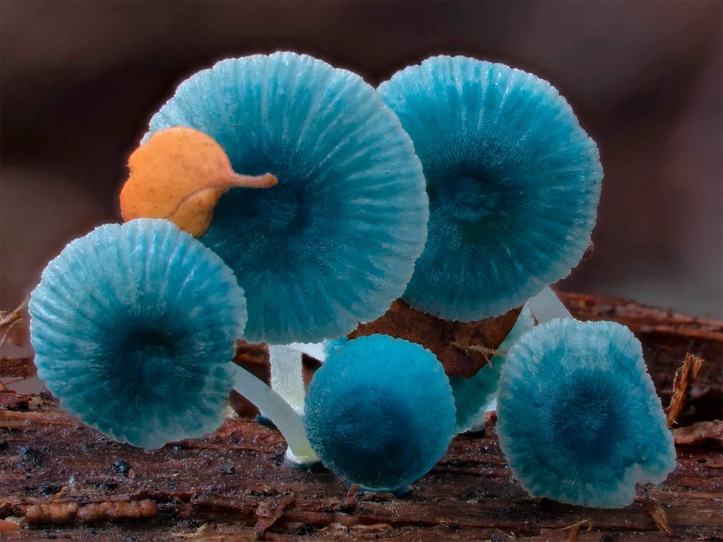 The captivating beauty of fungi_hube_1