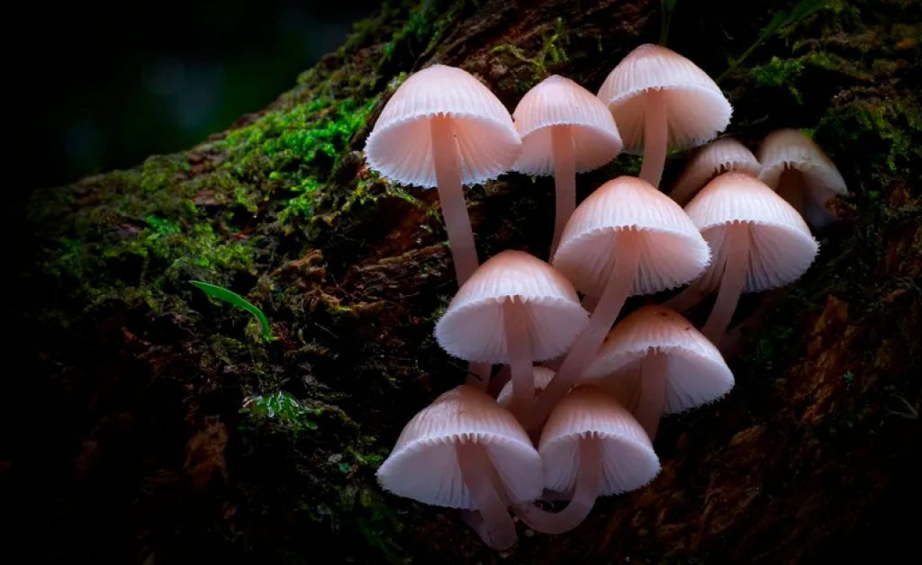 The captivating beauty of fungi_hube_4