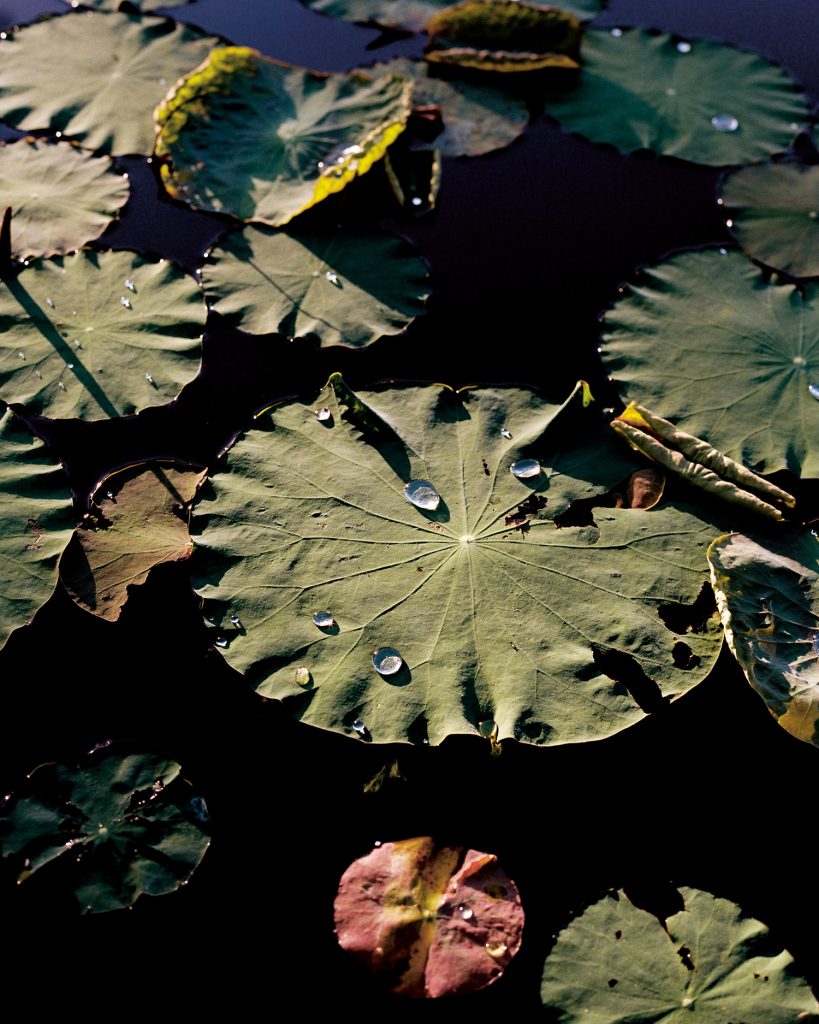 Pia_Riverola_Dias-waterlily-stems-leaves