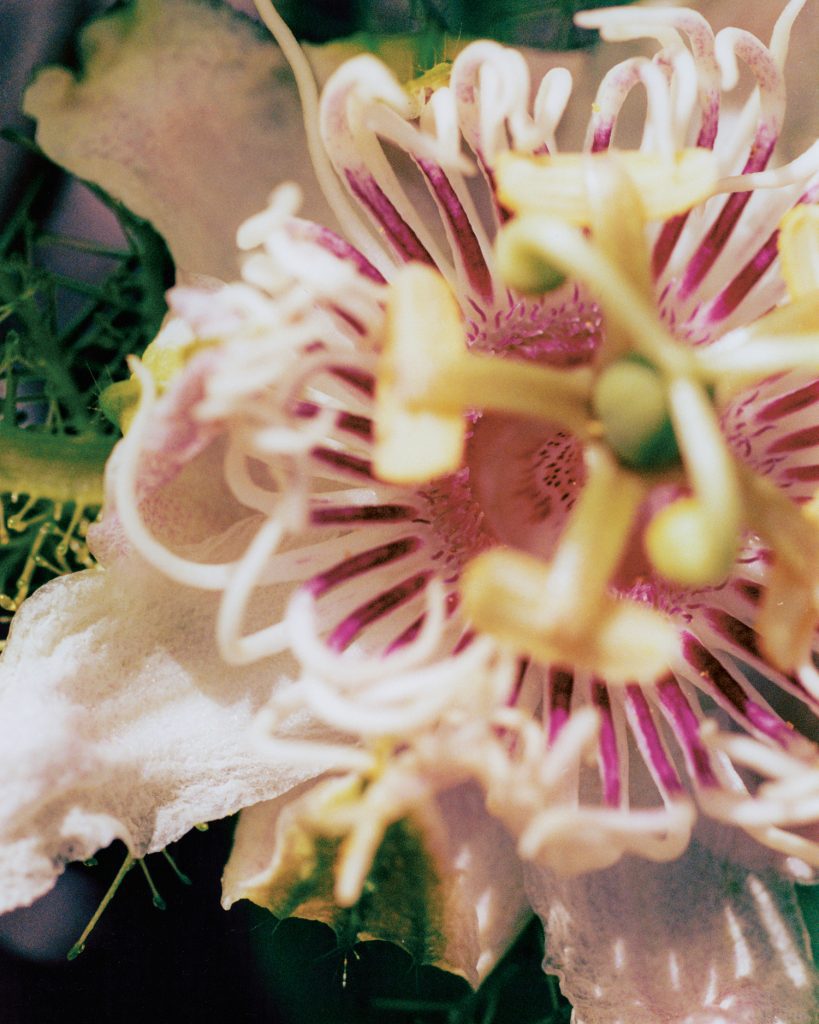 Pia_Riverola_Dias-flower-exotic-close-up